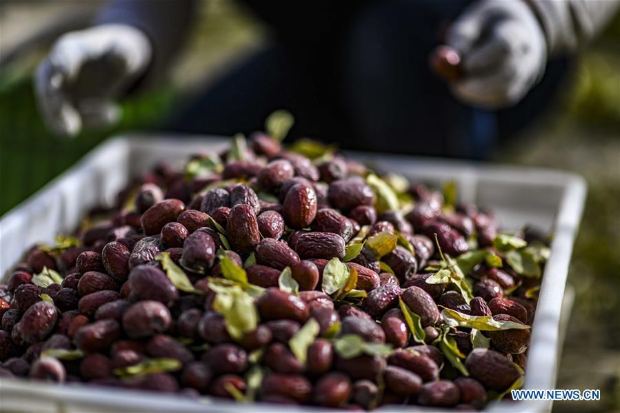 A farmer harvests red dates at an orchard in Ruoqiang County of the Mongolian Autonomous Prefecture of Bayingolin, northwest China\'s Xinjiang Uygur Autonomous Region, Oct. 19, 2018. (Xinhua/Zhao Ge)