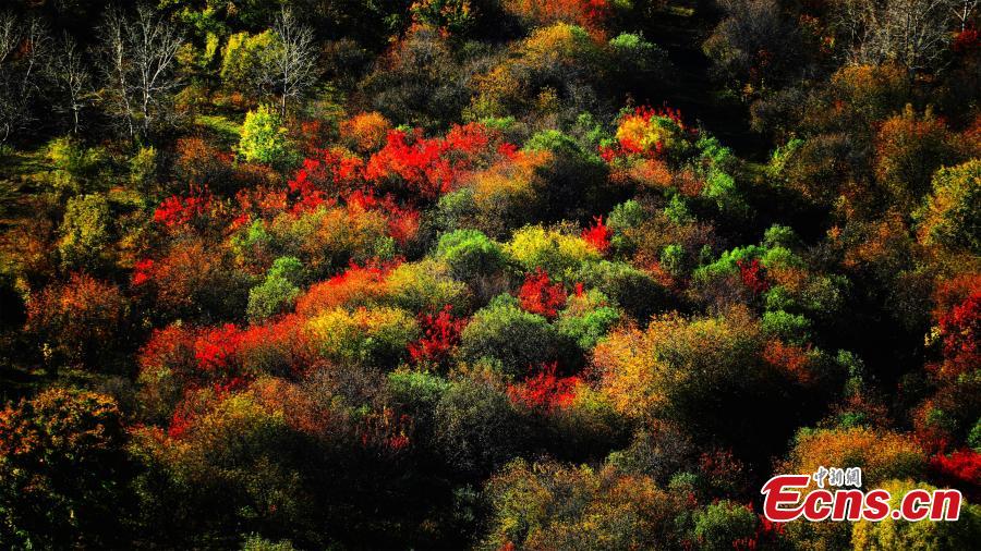 A view of the postcard-like autumn scenery at a forest in the Greater Khingan Mountains, Hulun Buir, North China’s Inner Mongolia Autonomous Region. Hulun Buir is home to 120,000 square kilometers of forest and 80,000 square kilometers of grassland. (Photo: China News Service/Jiang Xiwu)