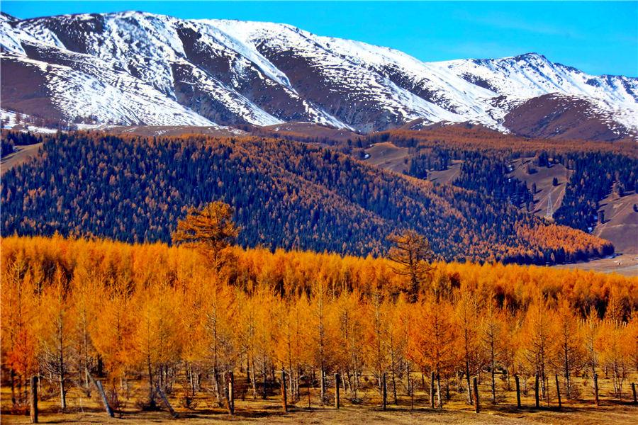 Autumn casts a colorful spell in russet and golden yellow over a forest of pine trees in Kumul, Northwest China\'s Xinjiang Uygur autonomous region. The forest, stretching over 100 kilometers, forms a unique scenery against the snow-covered mountain peaks, Oct. 22, 2018. [Photo/Asianewsphoto)