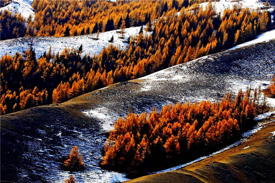 Autumn casts a colorful spell in russet and golden yellow over a forest of pine trees in Kumul, Northwest China\'s Xinjiang Uygur autonomous region. The forest, stretching over 100 kilometers, forms a unique scenery against the snow-covered mountain peaks, Oct. 22, 2018. [Photo/Asianewsphoto)