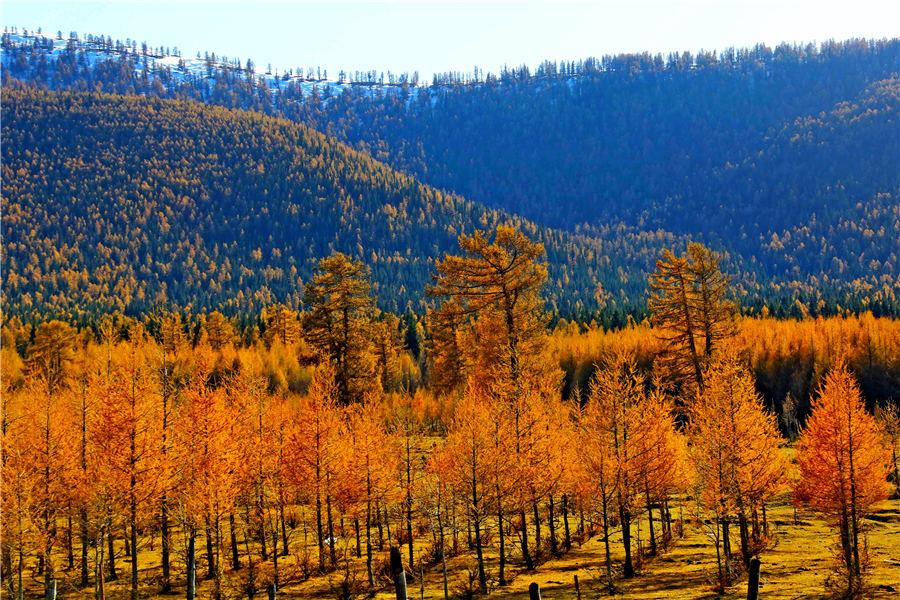 Autumn casts a colorful spell in russet and golden yellow over a forest of pine trees in Kumul, Northwest China\'s Xinjiang Uygur autonomous region. The forest, stretching over 100 kilometers, forms a unique scenery against the snow-covered mountain peaks, Oct. 22, 2018. [Photo/Asianewsphoto)