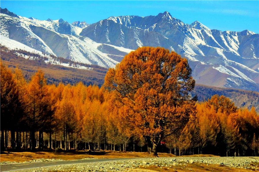 Autumn casts a colorful spell in russet and golden yellow over a forest of pine trees in Kumul, Northwest China\'s Xinjiang Uygur autonomous region. The forest, stretching over 100 kilometers, forms a unique scenery against the snow-covered mountain peaks, Oct. 22, 2018. [Photo/Asianewsphoto)