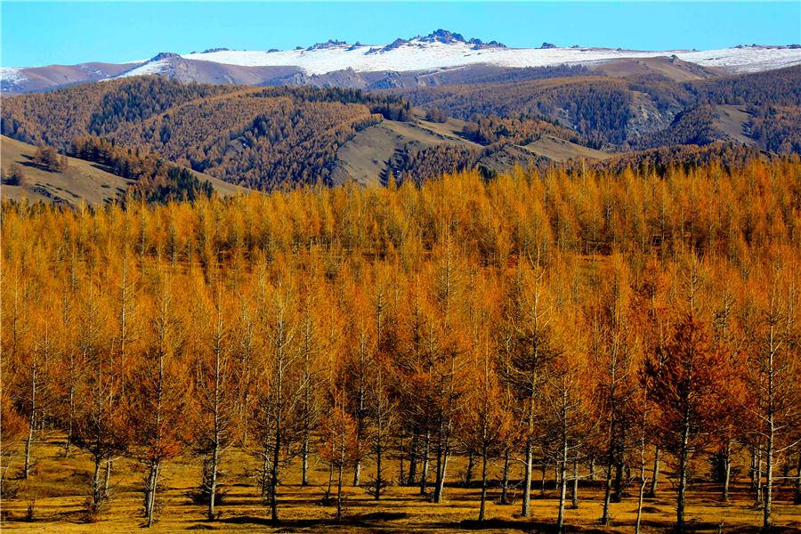 Autumn casts a colorful spell in russet and golden yellow over a forest of pine trees in Kumul, Northwest China\'s Xinjiang Uygur autonomous region. The forest, stretching over 100 kilometers, forms a unique scenery against the snow-covered mountain peaks, Oct. 22, 2018. [Photo/Asianewsphoto)