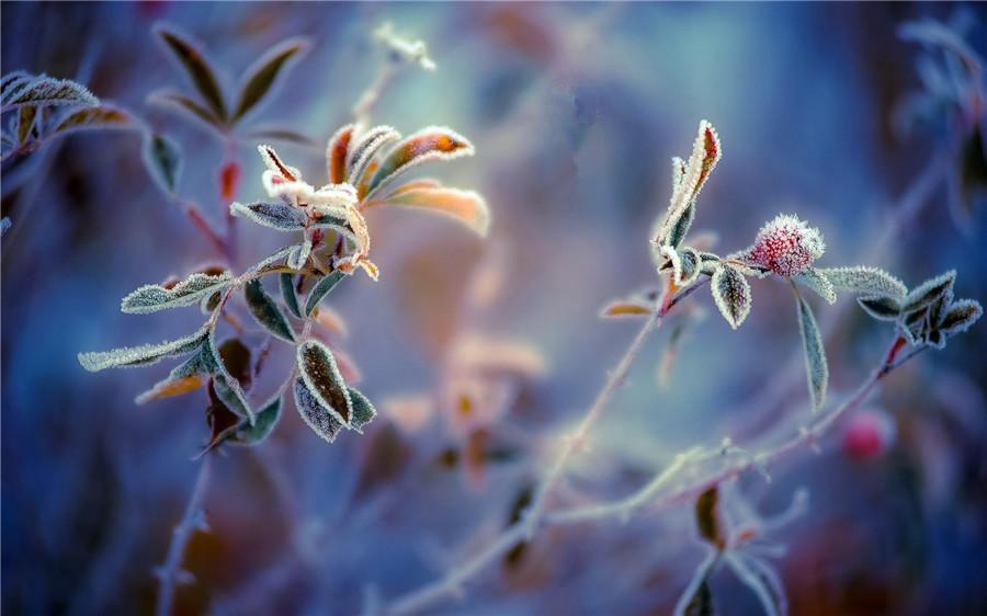 Frosty autumn

Frost consists of white ice crystals of frozen water vapor near the ground. During Frost\'s Descent, frost begins to appear. But in the lower reaches of the Yellow River region, frost first appears in late October or early November. As Frost\'s Descent comes, the world is filled with the atmosphere of late autumn.