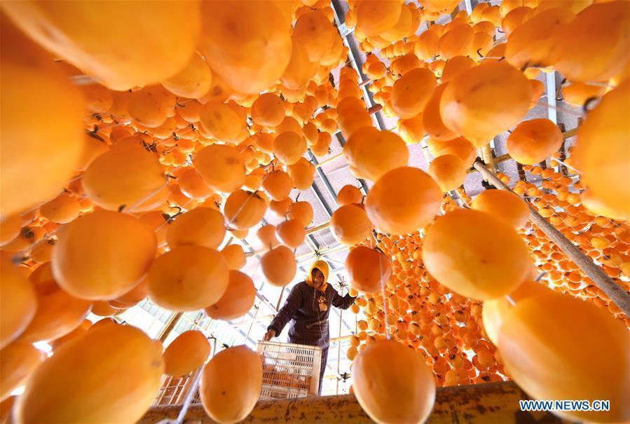 Eating persimmons

Eating persimmons during Frost\'s Descent can help people resist the cold and protect their bones. In the countryside, people believe that their lips will crack if they don\'t eat persimmons during this period.