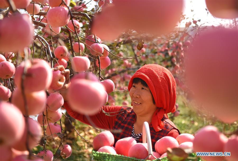 Eating apples

The apple is one kind of recommended fruit during Frost\'s Descent. There are many sayings about apples\' benefits in China, such as \