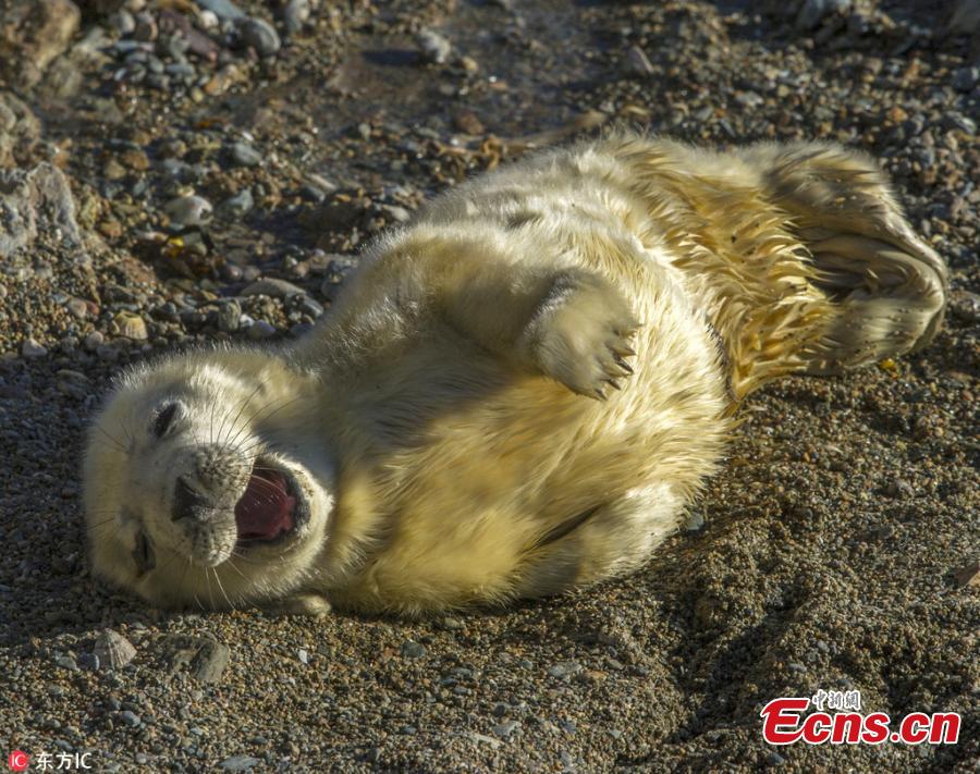 Photo taken by Jonathan Need shows a cute grey seal on a sunny day at Bardsey Island in North Wales. The photographer said the island is home to a population about 200 grey seals. (Photo/IC)