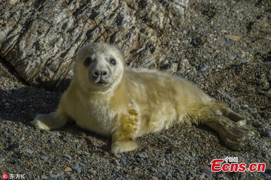 Photo taken by Jonathan Need shows a cute grey seal on a sunny day at Bardsey Island in North Wales. The photographer said the island is home to a population about 200 grey seals. (Photo/IC)