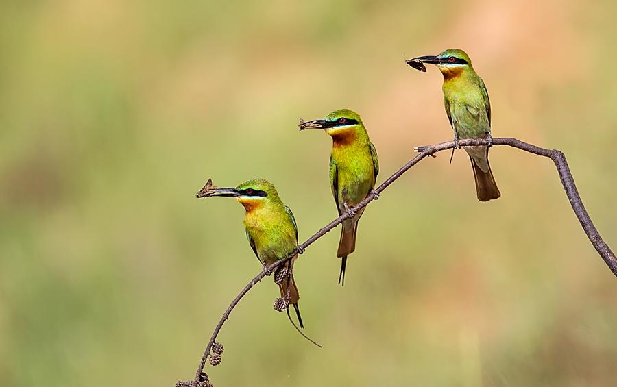 Blue-tailed bee-eaters (Merops philippinus) at Jinshawan wetland. (Photo provided to chinadaily.com.cn)

The Meishe River National Wetland Park, covering 14,000 square meters, took shape in nine months on top of a former waste dump last year.

Regarded as the largest functional eight-stage terraced field ever built in China, the wetland can treat 5,000-8,000 metric tons of domestic sewage every day and has become an oasis for water plants and all kinds of waterfowl. It has been awarded the appellation \