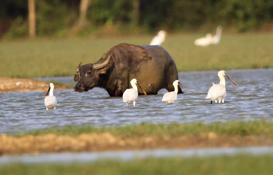 Rare birds stay in harmony with water buffalo at Dongzhaigang wetland. (Photo provided to chinadaily.com.cn)

The professor said that at the same time, the wetlands were playing a key role in the protection of native species diversity, highlighting local landscape features, cultivating a beautiful recreational environment for local residents and upgrading the urban quality of Haikou as a city. To date, Haikou has cleared more than 7.2 million square meters of black and odorous water areas through ecological restoration. Water quality has improved significantly and beautiful wetlands have been created along the rivers, lakes and seashores.

\