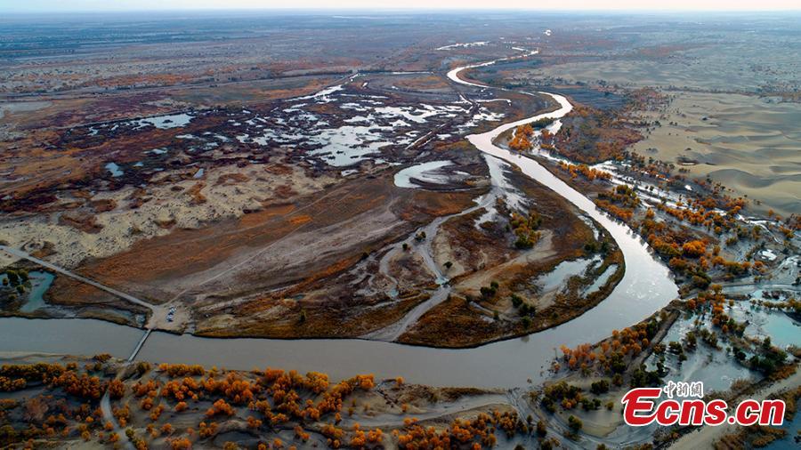 A view of a forest of desert poplar or populus euphratica in the Tarim Basin area under the administration of a unit of the Xinjiang Production and Construction Corps in northwest China’s Xinjiang Uygur Autonomous Region. Tarim Basin and neighboring areas are home to a wide distribution of desert poplar, which attracts tourists during autumn for the striking golden hue of its leaves. (Photo: China News Service/Li Xiaoling)