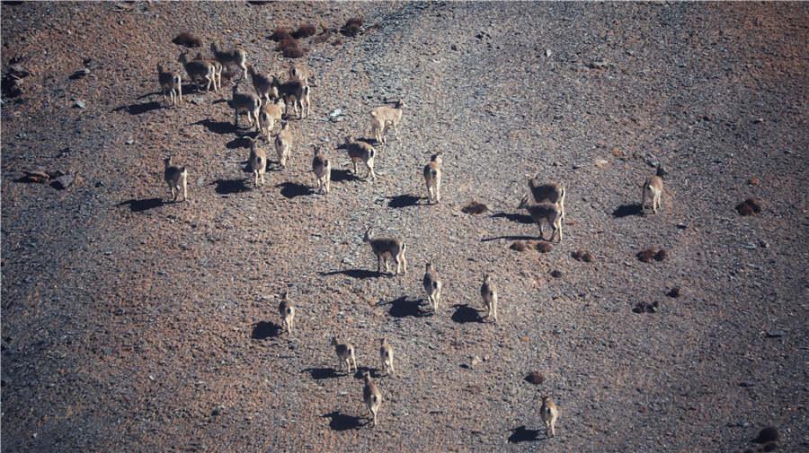 A group of bharals. They are good at climbing cliffs.  (Photo by Lang Wenrui for chinadaily.com.cn)