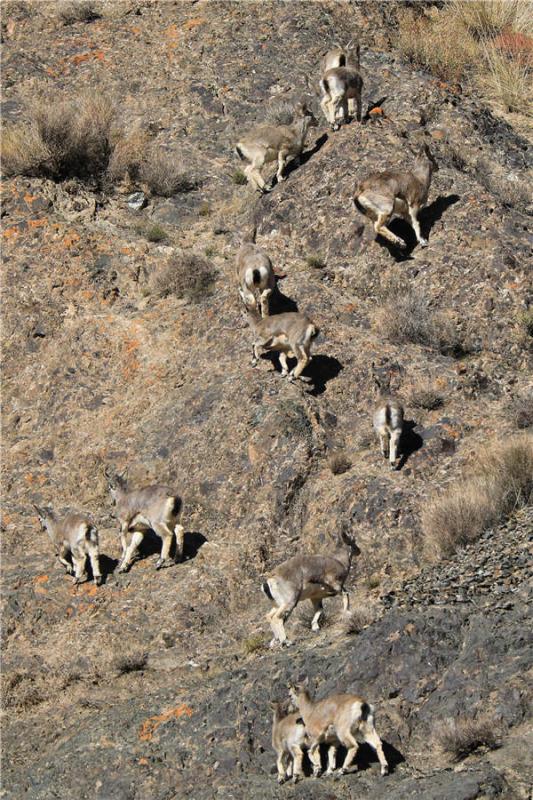 A group of bharals. They are good at climbing cliffs.  (Photo by Lang Wenrui for chinadaily.com.cn)