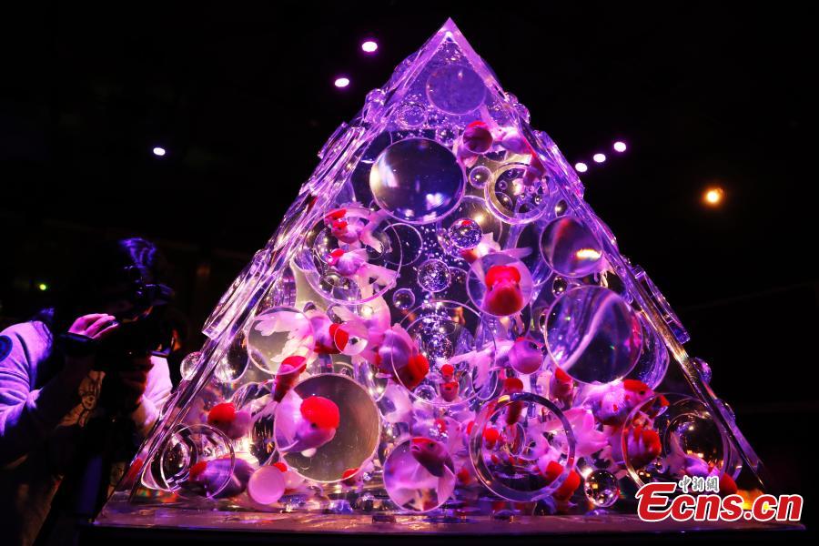 A psychedelic visual artwork, featuring thousands of goldfish in illuminated tanks, makes its debut at the Shanghai World Financial Center on October 25, 2018. Art Aquarium, produced by Japanese artist Hidetomo Kimura, features 5,000 goldfish in 100 LED-lit tanks.(Photo: China News Service/ Tang Yanjun)