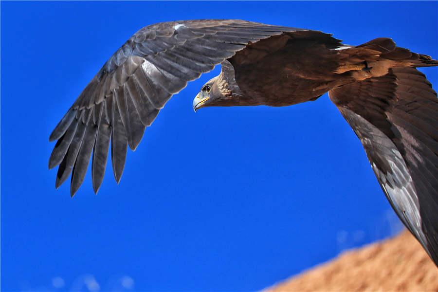 Aquila chrysaetos, or Golden Eagle, a first-level national protected animal. (Photo by Lang Wenrui for chinadaily.com.cn)