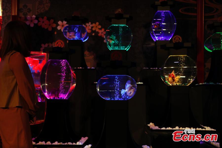 A psychedelic visual artwork, featuring thousands of goldfish in illuminated tanks, makes its debut at the Shanghai World Financial Center on October 25, 2018. Art Aquarium, produced by Japanese artist Hidetomo Kimura, features 5,000 goldfish in 100 LED-lit tanks.(Photo: China News Service/ Tang Yanjun)