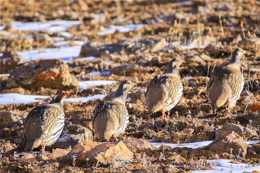 Tetraogallus tibetanus, or Tibetan Snowcock.  (Photo by Lang Wenrui for chinadaily.com.cn)