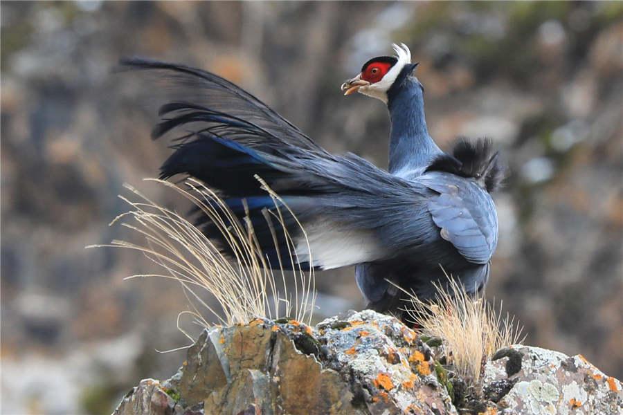 Crossoptilon auritum nests on cliffs.  (Photo by Lang Wenrui for chinadaily.com.cn)