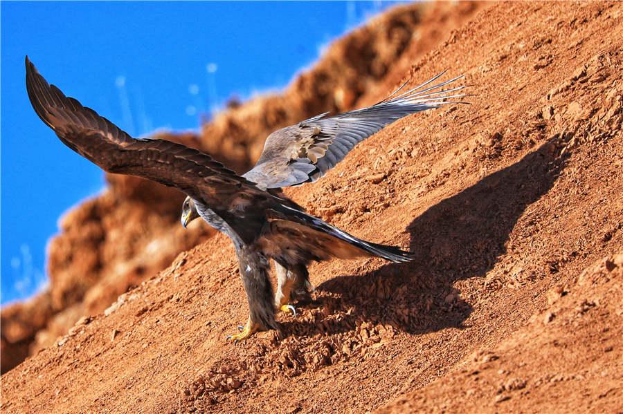 Aquila chrysaetos, or Golden Eagle, a first-level national protected animal. (Photo by Lang Wenrui for chinadaily.com.cn)