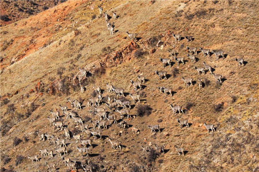 A group of bharals. They are good at climbing cliffs.  (Photo by Lang Wenrui for chinadaily.com.cn)