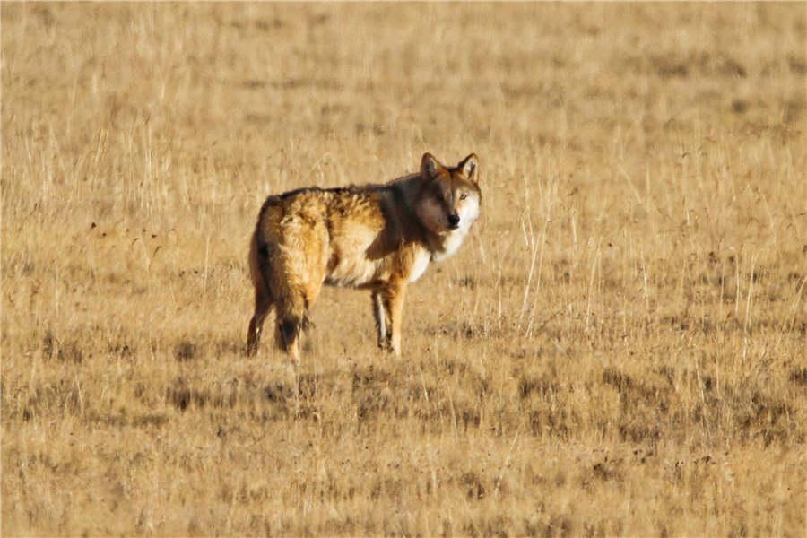 At the northern foot of the Qilian Mountain in Northwest China\'s Gansu province, a large area attracts lots of wild animals, including wolves, Tibetan antelopes, bharals, eagles, wild donkeys and wild yaks. (Photo by Lang Wenrui for chinadaily.com.cn)