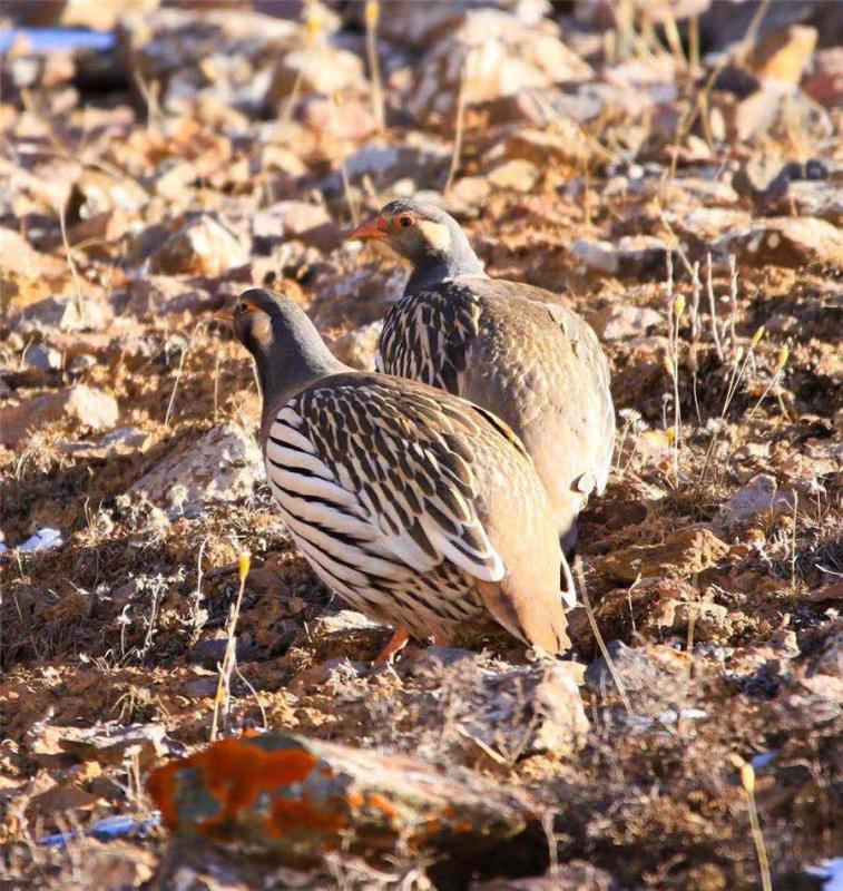 Tetraogallus tibetanus, or Tibetan Snowcock. (Photo by Lang Wenrui for chinadaily.com.cn)