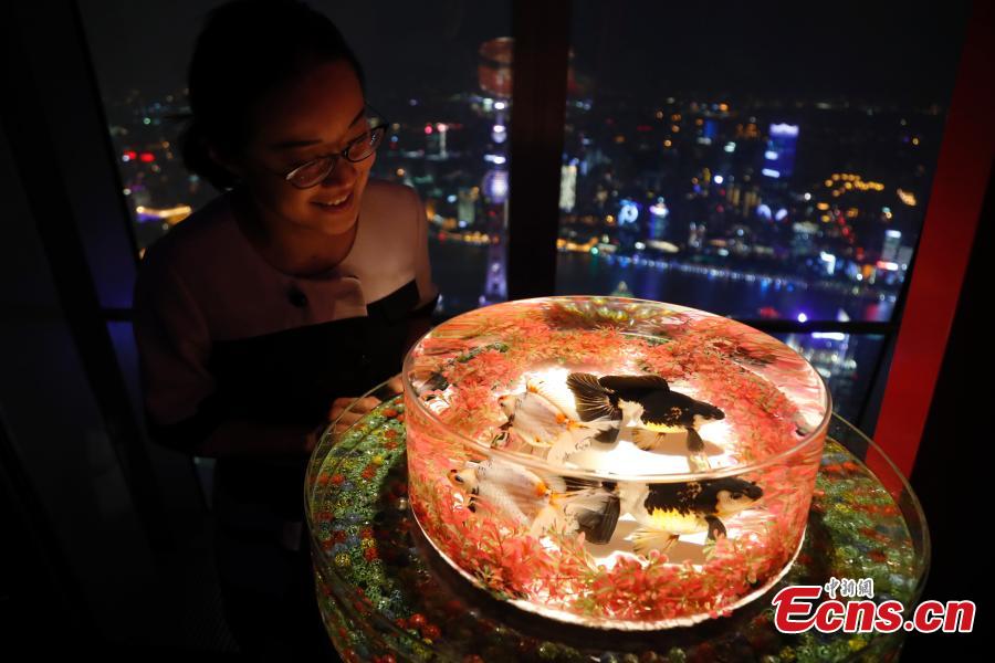 A psychedelic visual artwork, featuring thousands of goldfish in illuminated tanks, makes its debut at the Shanghai World Financial Center on October 25, 2018. Art Aquarium, produced by Japanese artist Hidetomo Kimura, features 5,000 goldfish in 100 LED-lit tanks.(Photo: China News Service/ Tang Yanjun)