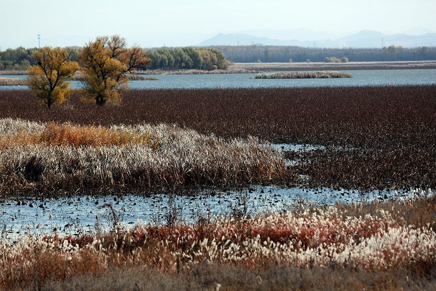 An autumn scene of the Shifosi reservoir in Shenyang city, Liaoning Province, Oct. 27, 2017. Acres of lotus flowers, though having withered away after the blossoming season, are still luring visitors as the sight presents a sense of tranquil beauty. (Photo/Asianewsphoto)