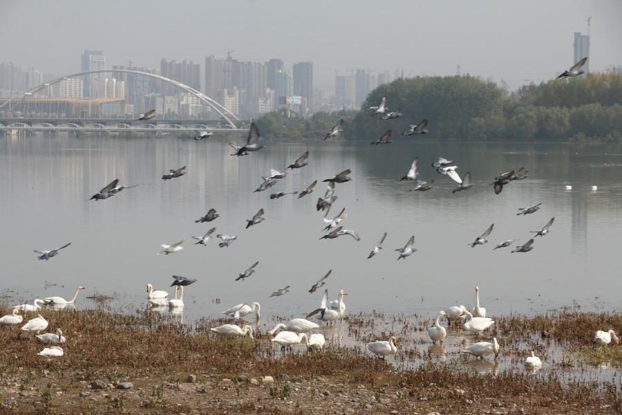 White swans frolic by the waterside at the Sanmenxia Swan Lake National Urban Wetland Park, Oct. 23, 2018. The Yellow River wetland in Sanmenxia, covering an area of 28,500 hectares, accounts for around 42 percent of the total area of the Henan Yellow River Wetland National Nature Reserve. Till Oct. 26 this year, over 500 white swans have migrated there to spend the upcoming winter. (Photo/Asianewsphoto)