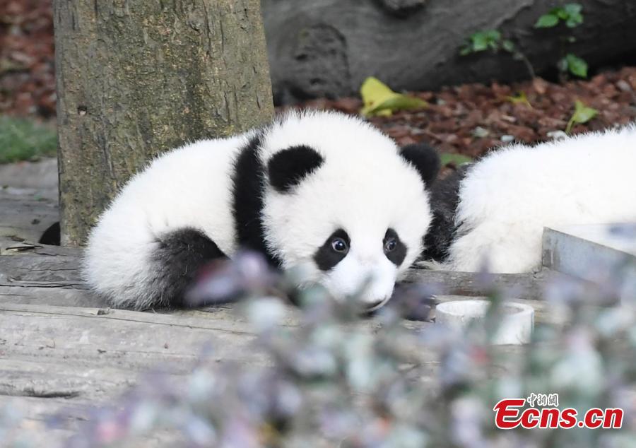 A giant panda plays at the Chengdu Research Base of Giant Panda Breeding in Chengdu City, Southwest China’s Sichuan Province, Oct. 28, 2018. (Photo: China News Service/An Yuan)
