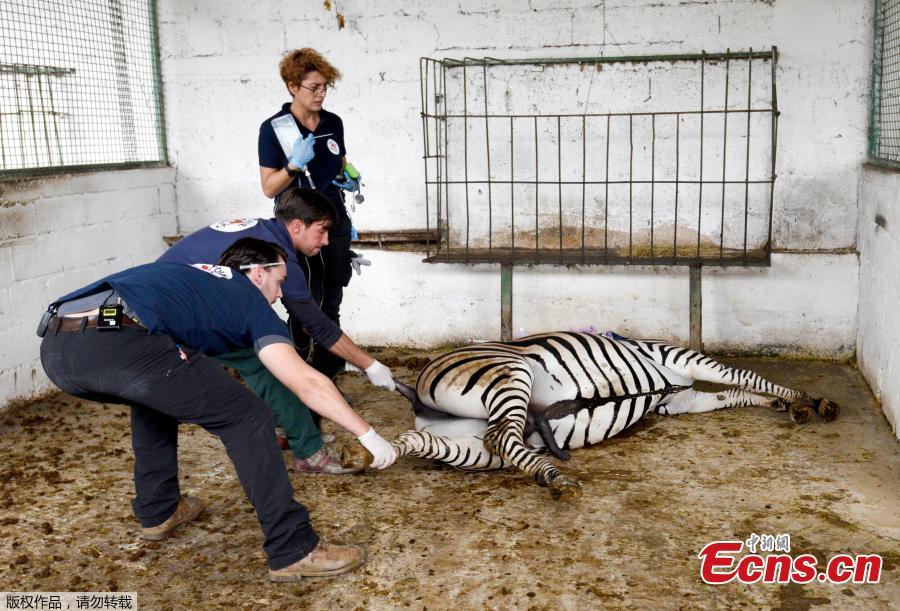 Members of international organization Four Paws carry a zebra out of the local city zoo in Fier, Albania, Oct. 28, 2018. Members of Four Paws protested at the Albanian authorities for the way these animals are mistreated and kept illegally in the country. Rescued animals will be transported to Tirana where they will stay until they will be transported back to their natural habitat in Africa. (Photo/Agencies)