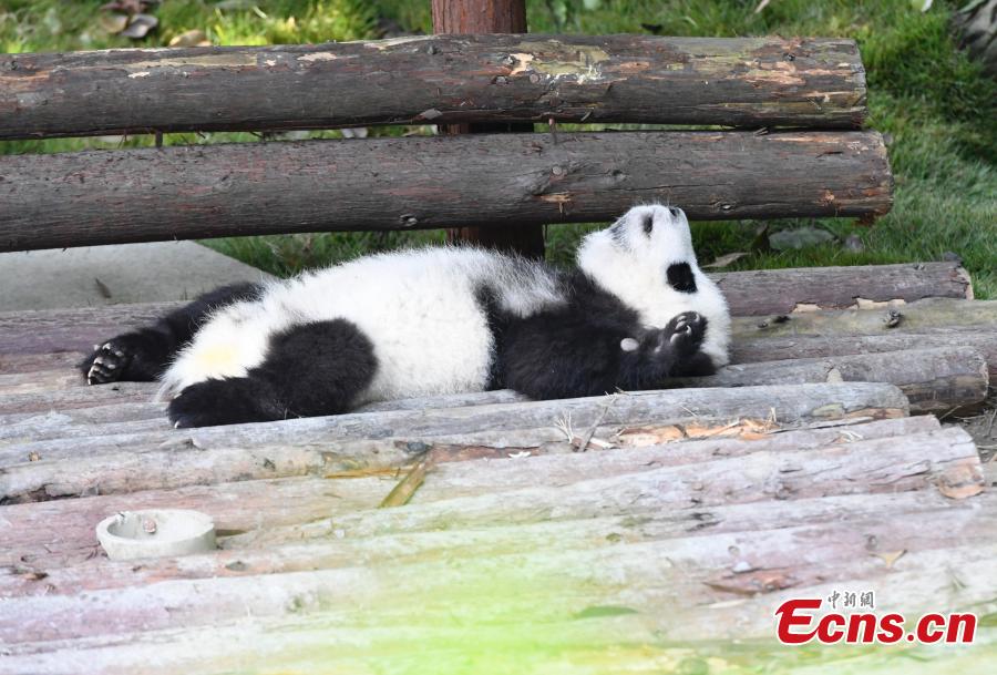 A giant panda plays at the Chengdu Research Base of Giant Panda Breeding in Chengdu City, Southwest China’s Sichuan Province, Oct. 28, 2018. (Photo: China News Service/An Yuan)