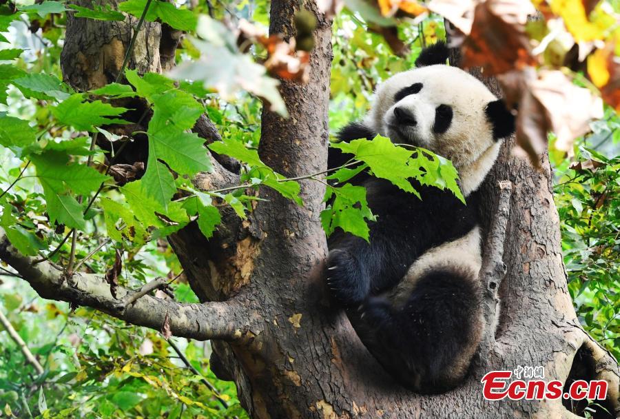 A giant panda plays at the Chengdu Research Base of Giant Panda Breeding in Chengdu City, Southwest China’s Sichuan Province, Oct. 28, 2018. (Photo: China News Service/An Yuan)