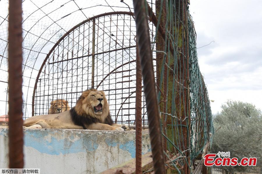 Zhaku, an 11-year-old male lion, rests on his cage before animal welfare activists of \'Four Paws\' remove him from a private zoo in Fier, Albania, Oct. 28, 2018. Members of Four Paws protested at the Albanian authorities for the way these animals are mistreated and kept illegally in the country. The rescued animals will be transported to the capital Tirana where they will stay until they will be transported back to their natural habitat in Africa. (Photo/Agencies)