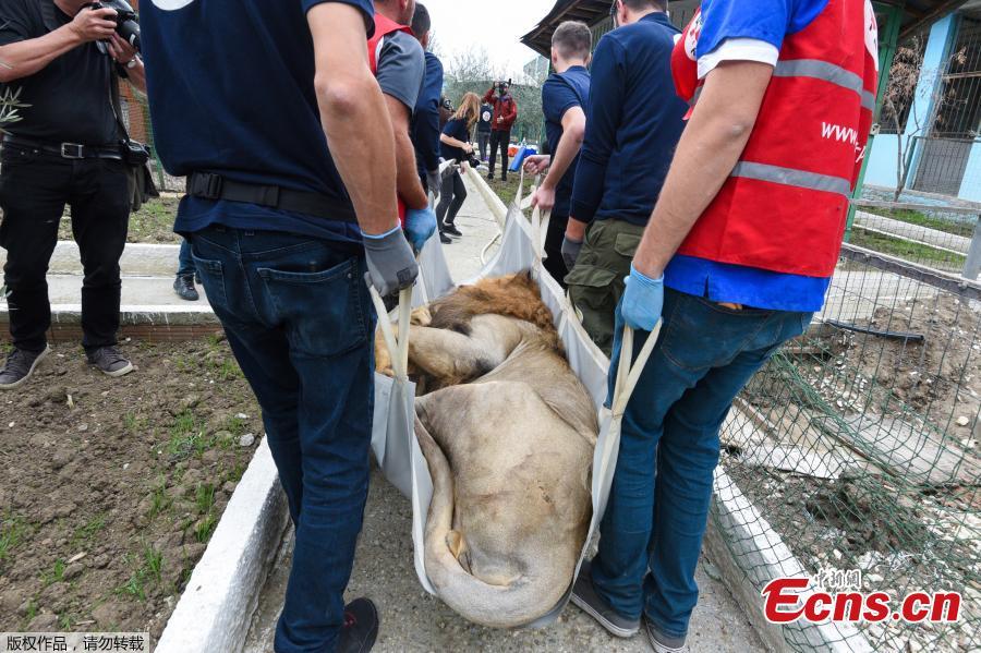 Members of international organization Four Paws carry a lion out of the local city zoo in Fier, Albania, Oct. 28, 2018. Members of Four Paws protested at the Albanian authorities for the way these animals are mistreated and kept illegally in the country. The rescued animals will be transported to the capital Tirana where they will stay until they will be transported back to their natural habitat in Africa. (Photo/Agencies)