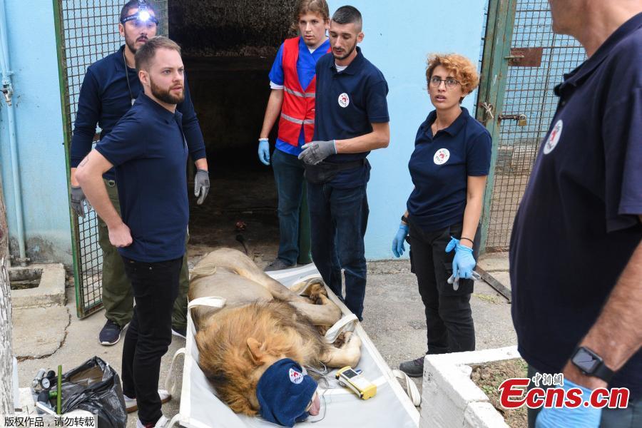 Members of international organization Four Paws carry a lion out of the local city zoo in Fier, Albania, Oct. 28, 2018. Members of Four Paws protested at the Albanian authorities for the way these animals are mistreated and kept illegally in the country. The rescued animals will be transported to the capital Tirana where they will stay until they will be transported back to their natural habitat in Africa. (Photo/Agencies)