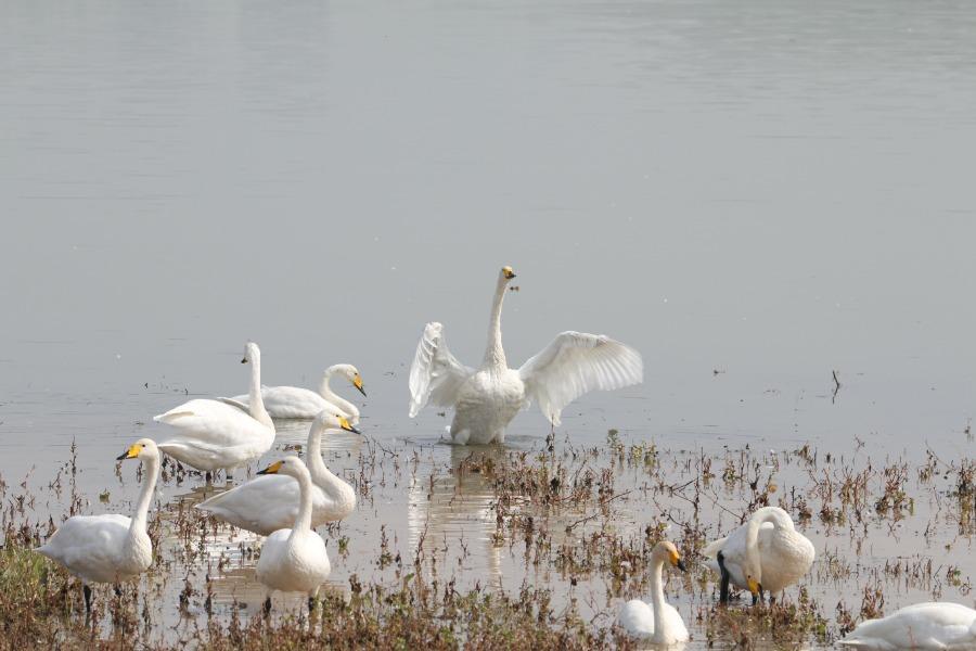 White swans frolic by the waterside at the Sanmenxia Swan Lake National Urban Wetland Park, Oct. 23, 2018. The Yellow River wetland in Sanmenxia, covering an area of 28,500 hectares, accounts for around 42 percent of the total area of the Henan Yellow River Wetland National Nature Reserve. Till Oct. 26 this year, over 500 white swans have migrated there to spend the upcoming winter. (Photo/Asianewsphoto)