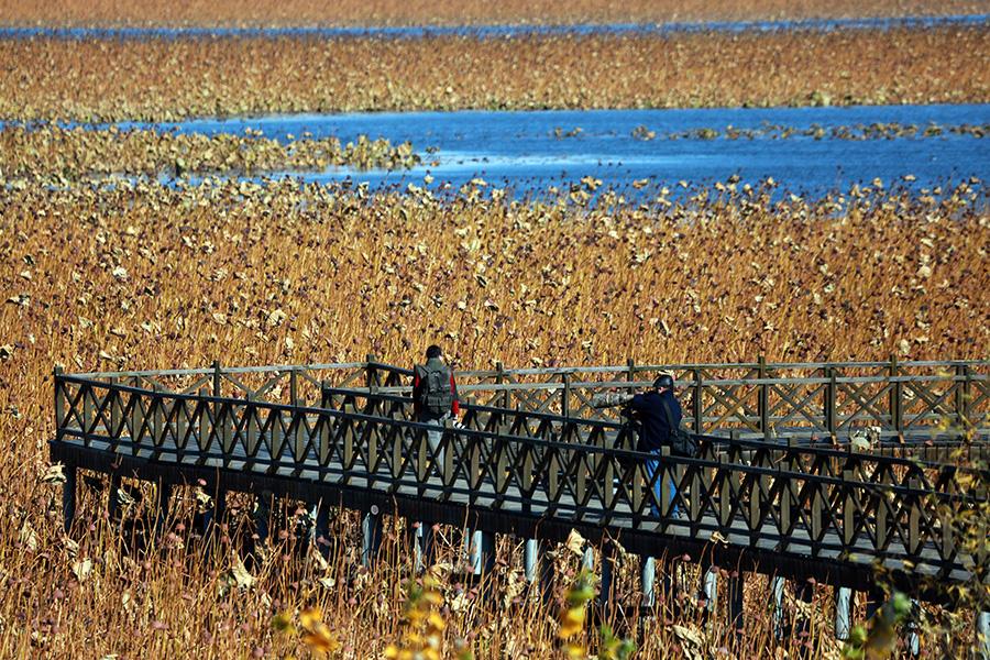 An autumn scene of the Shifosi reservoir in Shenyang city, Liaoning Province, Oct. 27, 2017. Acres of lotus flowers, though having withered away after the blossoming season, are still luring visitors as the sight presents a sense of tranquil beauty. (Photo/Asianewsphoto)