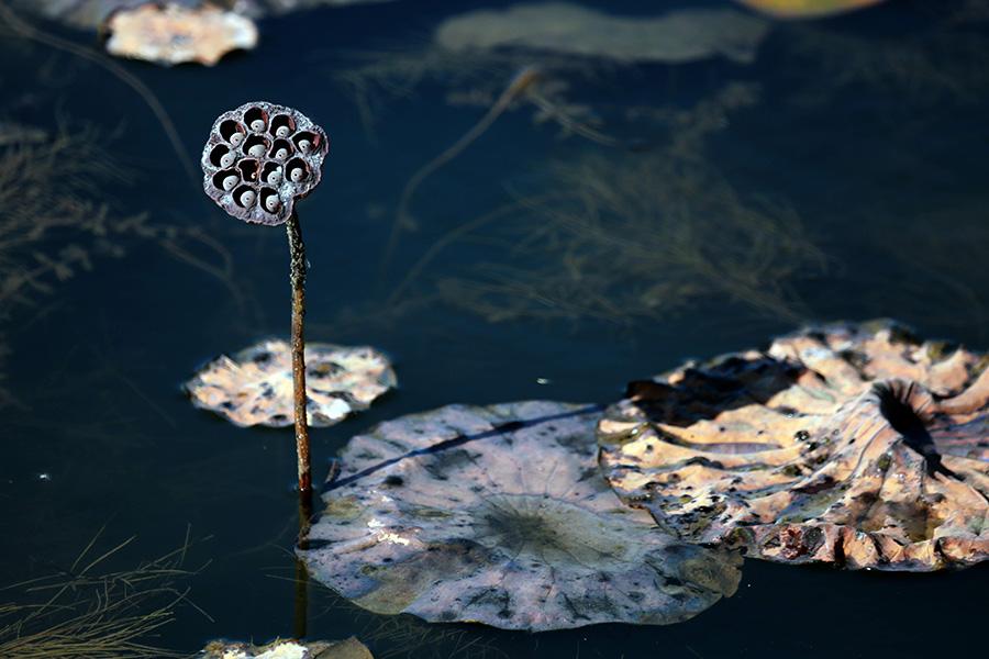 An autumn scene of the Shifosi reservoir in Shenyang city, Liaoning Province, Oct. 27, 2017. Acres of lotus flowers, though having withered away after the blossoming season, are still luring visitors as the sight presents a sense of tranquil beauty. (Photo/Asianewsphoto)