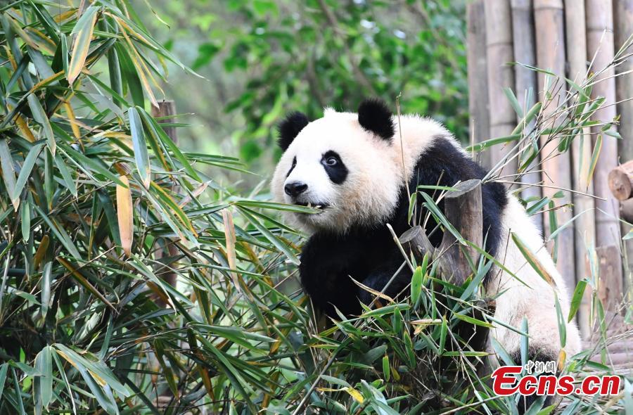 A giant panda plays at the Chengdu Research Base of Giant Panda Breeding in Chengdu City, Southwest China’s Sichuan Province, Oct. 28, 2018. (Photo: China News Service/An Yuan)