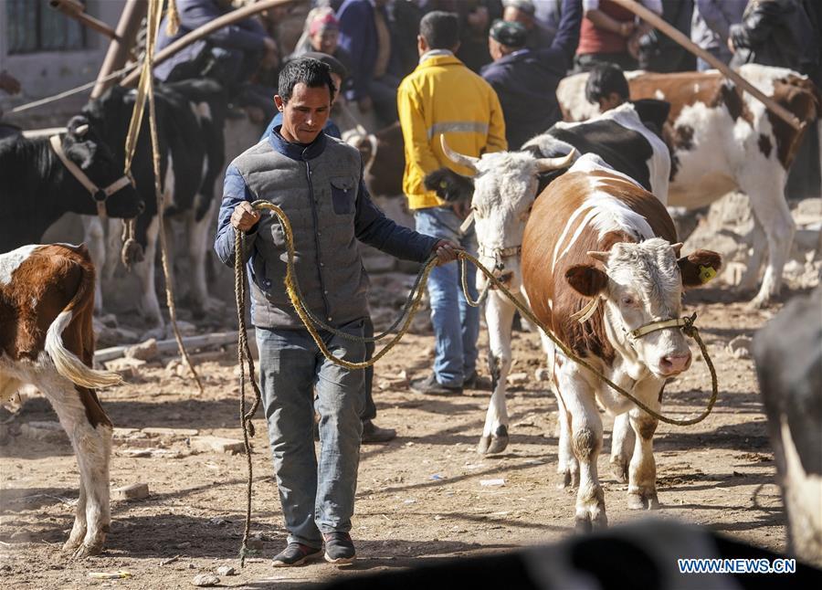 A vender pulls a cow at a Sunday bazaar in Bachu County, northwest China\'s Xinjiang Uygur Autonomous Region, Oct. 28, 2018. (Xinhua/Hu Huhu)