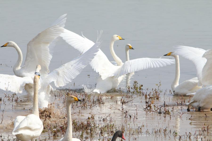 White swans frolic by the waterside at the Sanmenxia Swan Lake National Urban Wetland Park, Oct. 23, 2018. The Yellow River wetland in Sanmenxia, covering an area of 28,500 hectares, accounts for around 42 percent of the total area of the Henan Yellow River Wetland National Nature Reserve. Till Oct. 26 this year, over 500 white swans have migrated there to spend the upcoming winter. (Photo/Asianewsphoto)