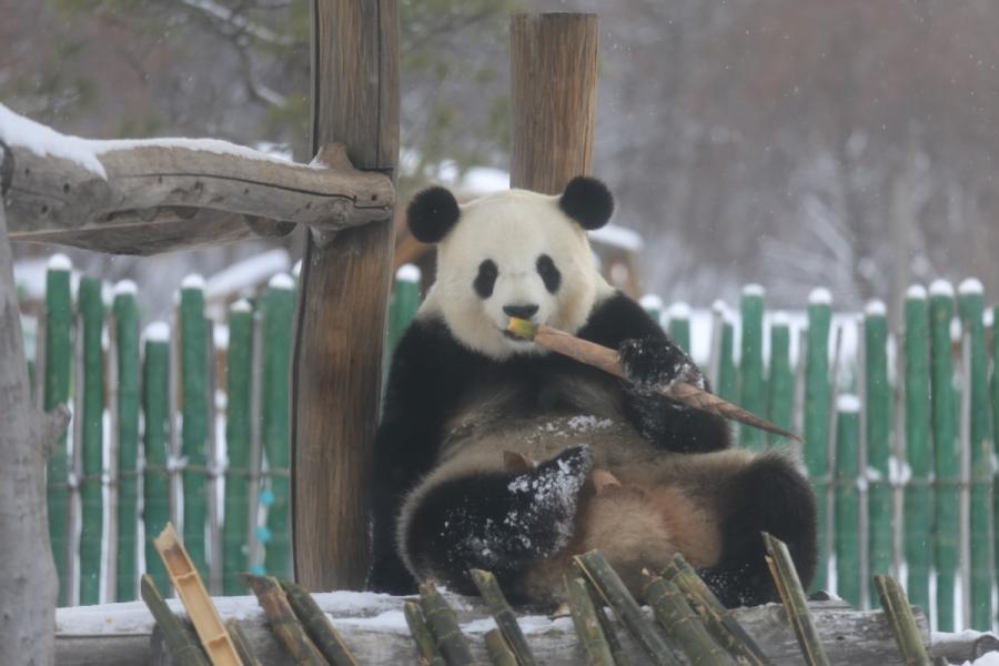 A panda plays in snow in northeastern China\'s Heilongjiang Province on Oct. 27, 2018.  （Photo provided to chinadaily.com.cn）