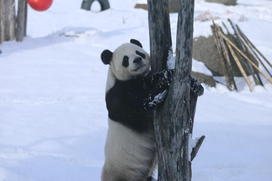 A panda plays in snow in northeastern China\'s Heilongjiang Province on Oct. 27, 2018. (Photo provided to chinadaily.com.cn)