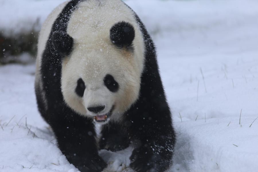 A panda plays in snow in northeastern China\'s Heilongjiang Province on Oct. 27, 2018. （Photo provided to chinadaily.com.cn）