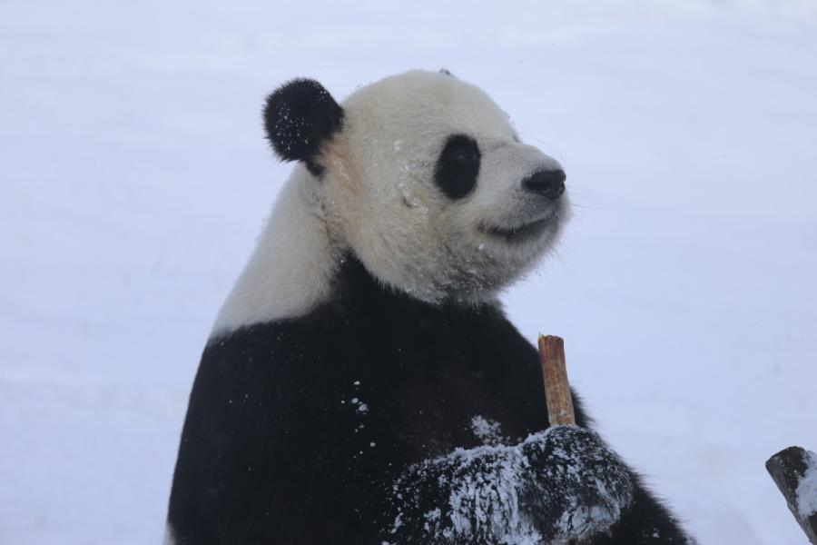 A panda plays in snow in northeastern China\'s Heilongjiang Province on Oct. 27, 2018. （Photo provided to chinadaily.com.cn）