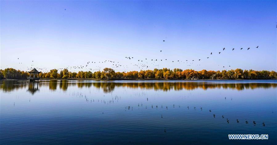 Birds fly over a forest of desert poplar in Luntai County, northwest China\'s Xinjiang Uygur Autonomous Region, Oct. 25, 2018. Xinjiang has infused 7 billion cubic meters of water to the dry trunk stream of the lower reaches of the Tarim River in 18 rounds of water diversion since 2000, making the local forest of desert poplar a tourist attraction. (Xinhua/Zhao Ge)