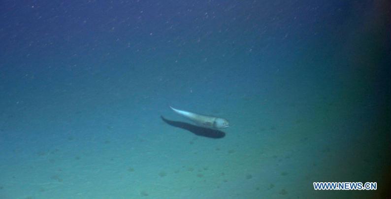 A sea creature is captured in a photo by Haixing 6000, one of China\'s underwater robots, during a research expedition, Oct. 16, 2018. Haixing 6000 set a national depth record for a Chinese remotely operated vehicle, by diving 6,001 meters below sea surface during its first research expedition, scientists told Xinhua Sunday. Haixing 6000 was developed by a team at the Shenyang Institute of Automation under the Chinese Academy of Sciences. It is the first remotely operated underwater vehicle built by China that is capable of diving 6,000 meters, said Li Zhigang, chief scientist of the team. It reached a maximum depth of 6,001 meters, and completed a series of underwater tasks in three hours, including deep-sea observation, biological research, soil and water sample collection, and a simulative black box search. (Xinhua)