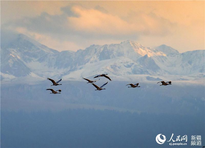 Late autumn is when Zhaosu, a county-level city in northwest China\'s Xinjiang Uygur Autonomous Region, attracts large numbers of migratory birds including grey cranes, wild ducks and swans thanks to its favorable ecological environment. The city is praised as \