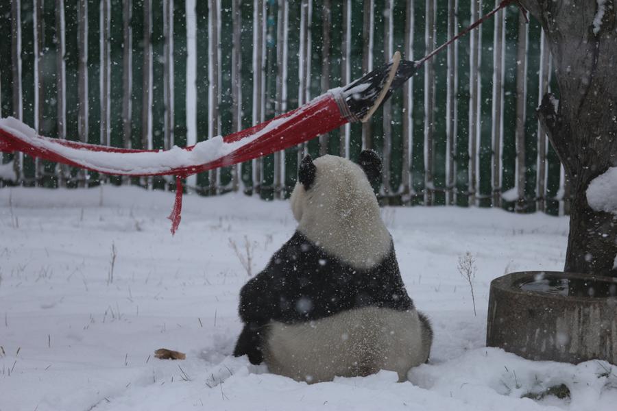 A panda plays in snow in northeastern China\'s Heilongjiang Province on Oct. 27, 2018. （Photo provided to chinadaily.com.cn）